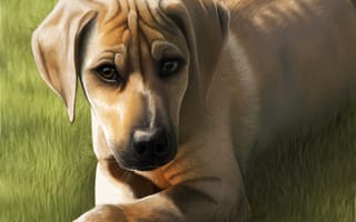 Картинка арт, трава, взгляд, уши, мордочка, собака