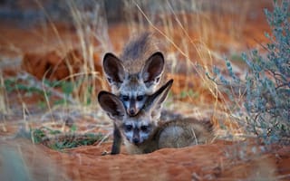 Картинка африка, ботсвана, лисята, большеухая лисица