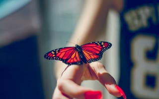 Картинка рука, насекомое, пальцы, маникюр, крылья, бабочка