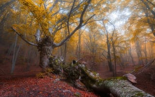 Картинка деревья, лес, бук, листья, олег сорокин, осень, крым, демерджи