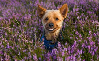 Картинка цветы, мордочка, взгляд, йоркширский терьер, вереск, щенок, собака
