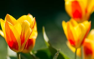Картинка цветы, бутоны, весна, тюльпаны, лепестки