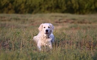 Картинка трава, взгляд, мордочка, собака, золотистый ретривер