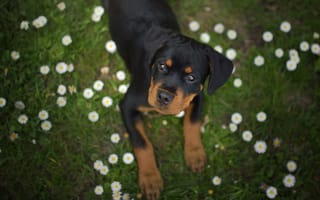 Картинка цветы, собака, маргаритки, ротвейлер, щенок, мордочка, взгляд, трава