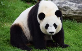 Картинка морда, взгляд, панда, трава, большая панда, бамбуковый медведь