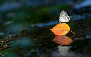 Картинка вода, бабочка, насекомое, крылья, лист