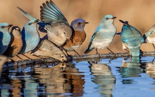 Картинка вода, птицы, западная сиалия, голубая сиалия, отражение, перья, клюв