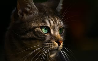 Картинка кот, мордочка, зеленые глаза, взгляд, кошка, усы