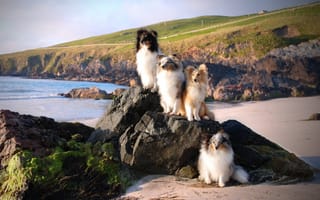 Картинка море, шелти, шетлендская овчарка, побережье, собаки