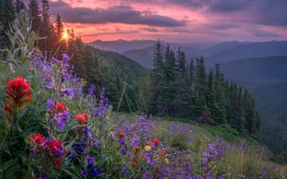 Картинка цветы, лес, горы, закат
