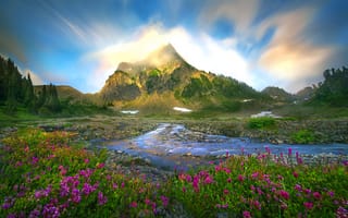 Картинка цветы, ручей, гора