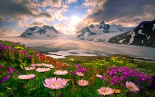 Картинка цветы, снег, горы