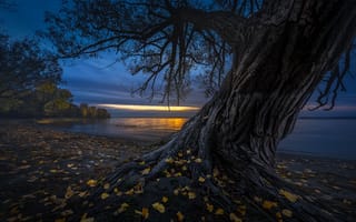 Картинка ночь, берег, листья, дерево