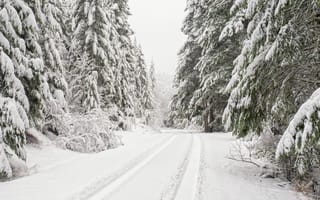 Картинка дорога, снег, зима, деревья, ели, штат вашингтон, национальный лес олимпик, лес