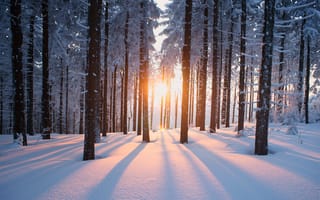 Обои деревья, зима, солнце, снег, лес