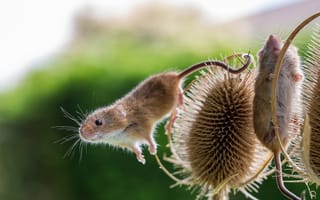 Обои мышь, чертополох, мышка, растение