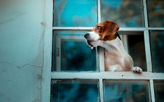 Картинка собака, окно, бигль