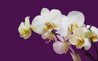 Картинка орхидея белая на цветном фоне