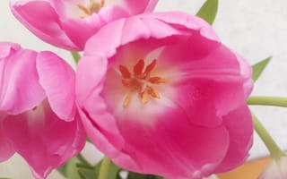 Картинка тюльпаны розовый фон светлый