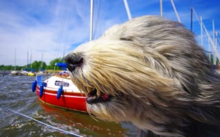 Картинка морда, солёный пёс, ветер, яхты, собака, бородатый колли