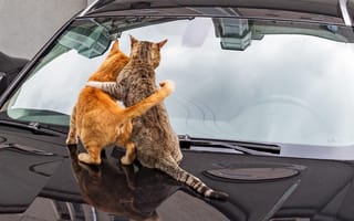Картинка авто, кошки, спина