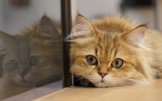 Картинка отражение, кот, кошка, стекло, котейка, мордочка, взгляд