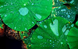 Картинка вода, растение, лист, капли, зеленые, лотос, листья