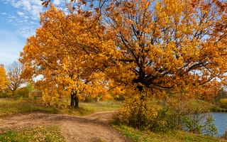 Картинка деревья, осень, природа, пейзаж