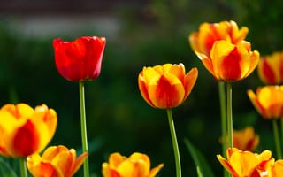 Картинка цветы, тюльпаны, желто-красные, весна