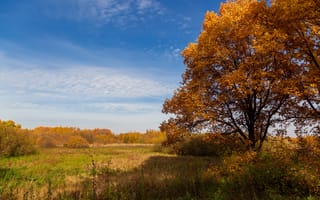 Картинка небо, поле, дуб, пейзаж, деревья, осень, природа