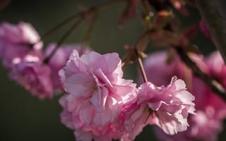 Картинка природа, цветение, весна, розовые цветы, сакура, лепестки