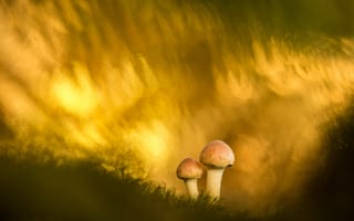 Картинка природа, гриб