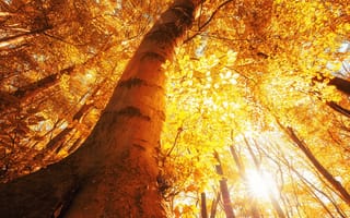 Картинка лес, осень