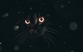 Картинка глаза, кот, кошка, взгляд, черный, мордочка