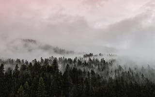 Картинка облака, деревья, туман, природа, закат, лес