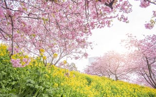 Картинка цветы, цветение, сакура, весна, парк