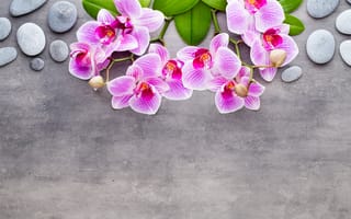 Картинка камни, серый, орхидеи, розовые цветы
