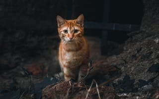 Картинка кот, взгляд, питомец, cat, рыжий, животное