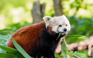 Картинка мордочка, взгляд, малая панда, панда, язык, красная панда
