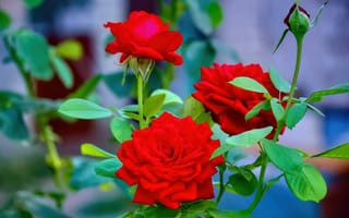 Картинка цветы, розы, красные