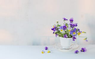 Картинка цветок, цветы, растение, растения, цветочный, фиалка, цветущий, чашка