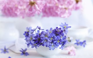Обои цветок, цветы, растение, растения, цветочный, фиалка, цветущий, букет, чашка