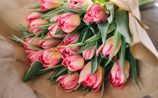 Картинка цветы, бутоны, розовые, букет, тюльпаны, лепестки