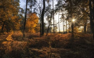 Картинка деревья, природа, осень, лес, солнечные лучи