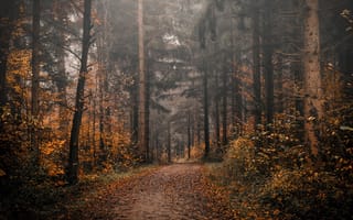 Картинка дорога, деревья, природа, осень, лес, листва