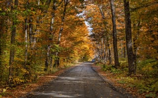 Обои дорога, деревья, лес, осень, природа