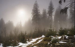 Картинка деревья, снег, лес, туман