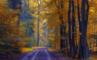 Картинка дорога, деревья, лес, осень