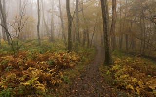 Картинка деревья, лес, папоротник, осень, туман, тропинка
