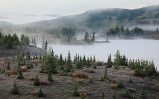 Картинка природа, лес, осень, елки, туман
